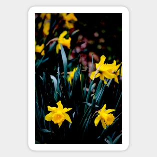 Daffodil Blooms #2 Sticker